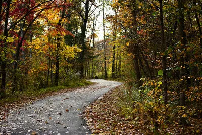 Why Writing in Nature Feels So Healing
