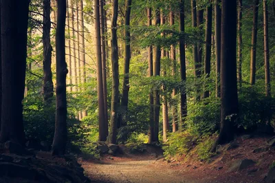 How Nature Can Help You Brainstorm Fresh Blog Ideas